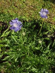 Hlaváč kavkazský (Scabiosa caucasica M. Bieb.)