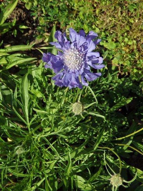 Hlaváč kavkazský (Scabiosa caucasica M. Bieb.)