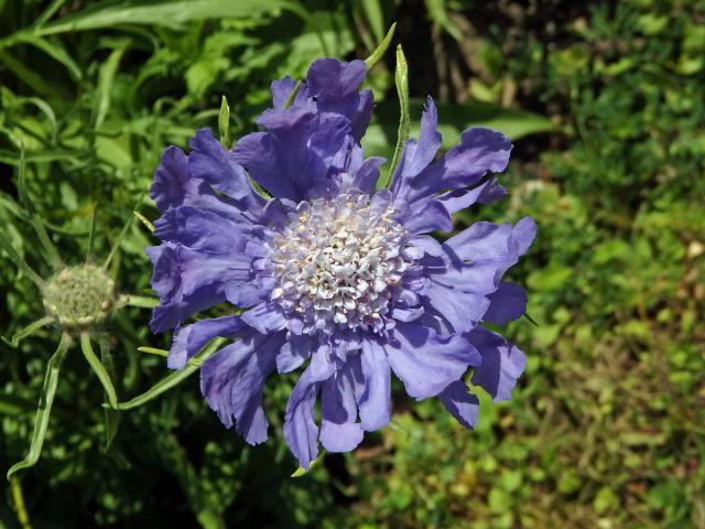 Hlaváč kavkazský (Scabiosa caucasica M. Bieb.)