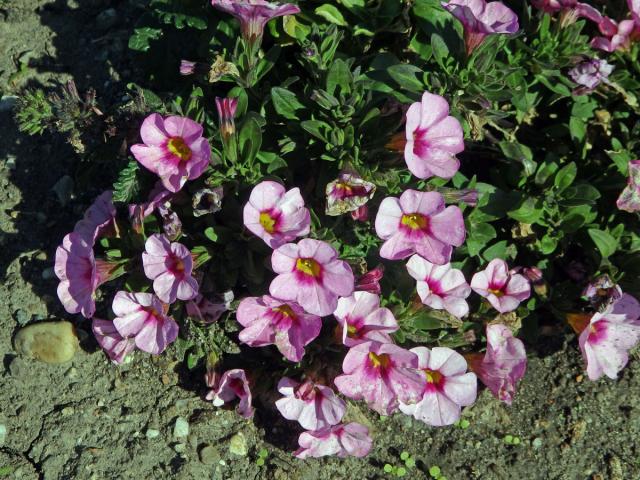 Calibrachoa parviflora (Juss.) D'Arcy