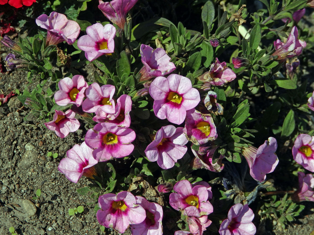 Calibrachoa parviflora (Juss.) D'Arcy