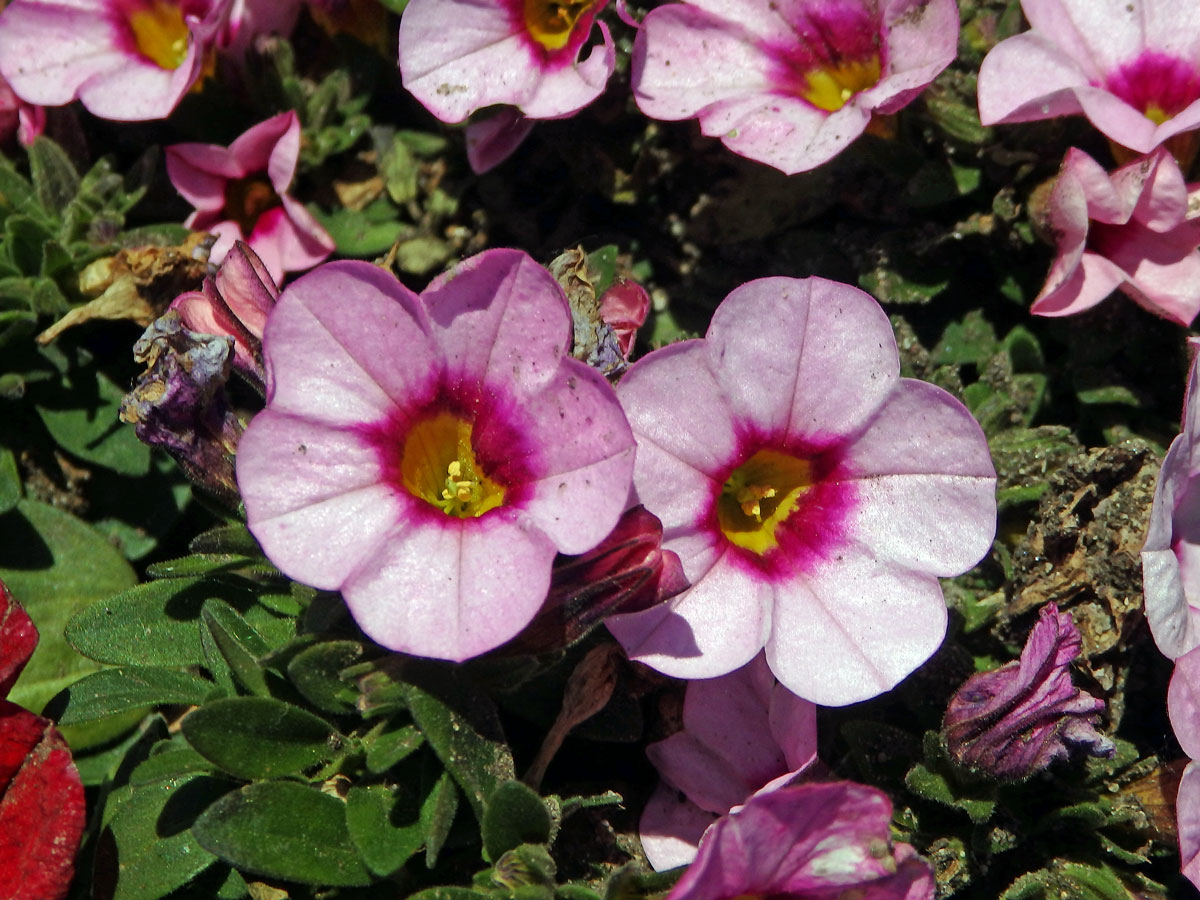 Calibrachoa parviflora (Juss.) D'Arcy