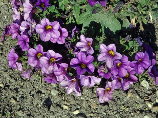 Calibrachoa parviflora (Juss.) D'Arcy