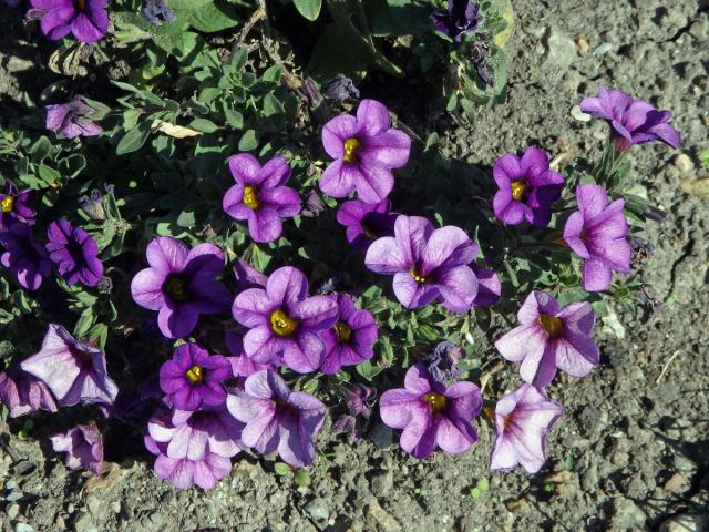 Calibrachoa parviflora (Juss.) D'Arcy