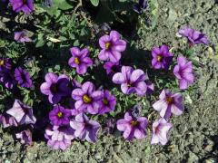 Calibrachoa parviflora (Juss.) D'Arcy