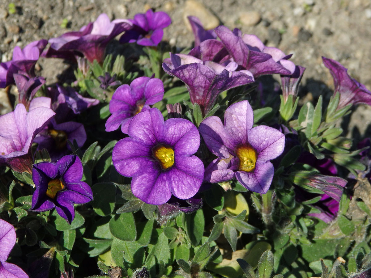 Calibrachoa parviflora (Juss.) D'Arcy