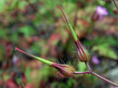 Kakost smrdutý (Geranium robertianum L.)