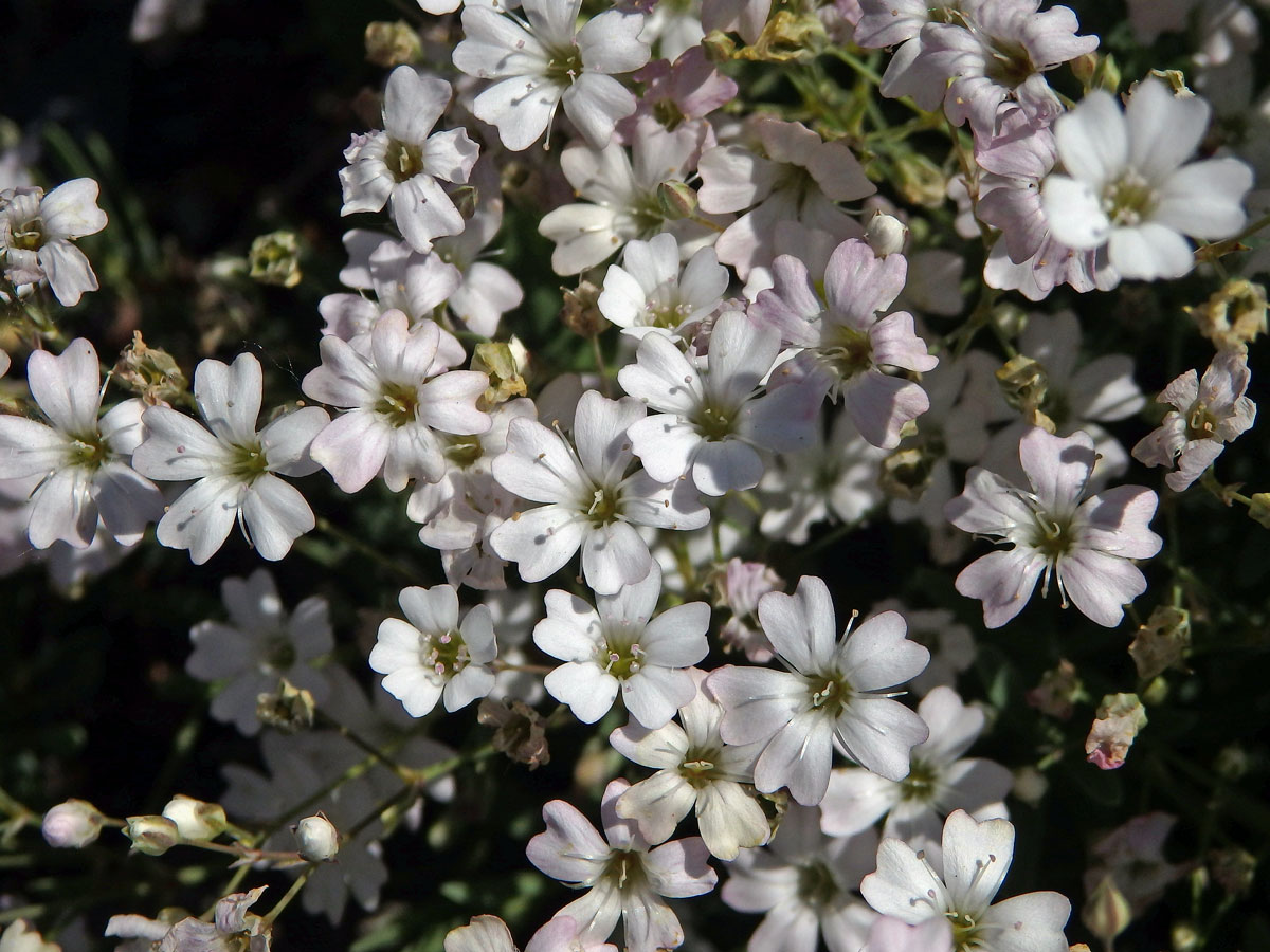 Šater plazivý (Gypsophila repens L.)