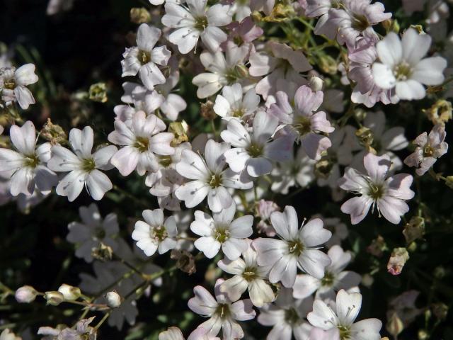 Šater plazivý (Gypsophila repens L.)