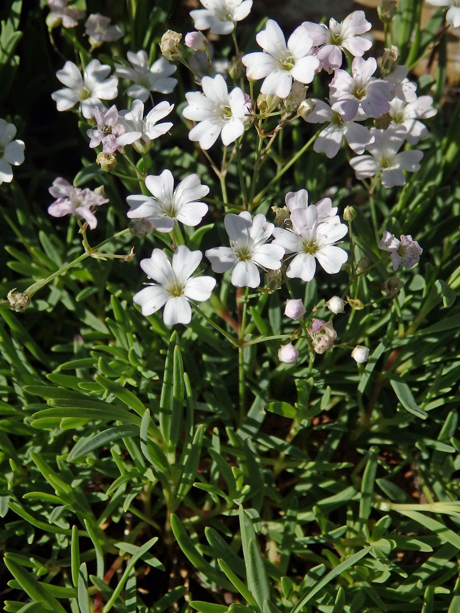 Šater plazivý (Gypsophila repens L.)