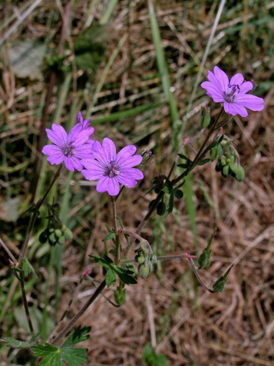 Kakost pyrenejský (Geranium pyrenaicum Burm. fil.)