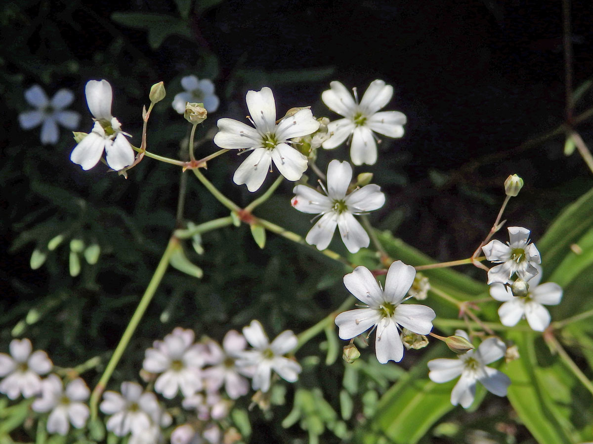 Šater plazivý (Gypsophila repens L.)