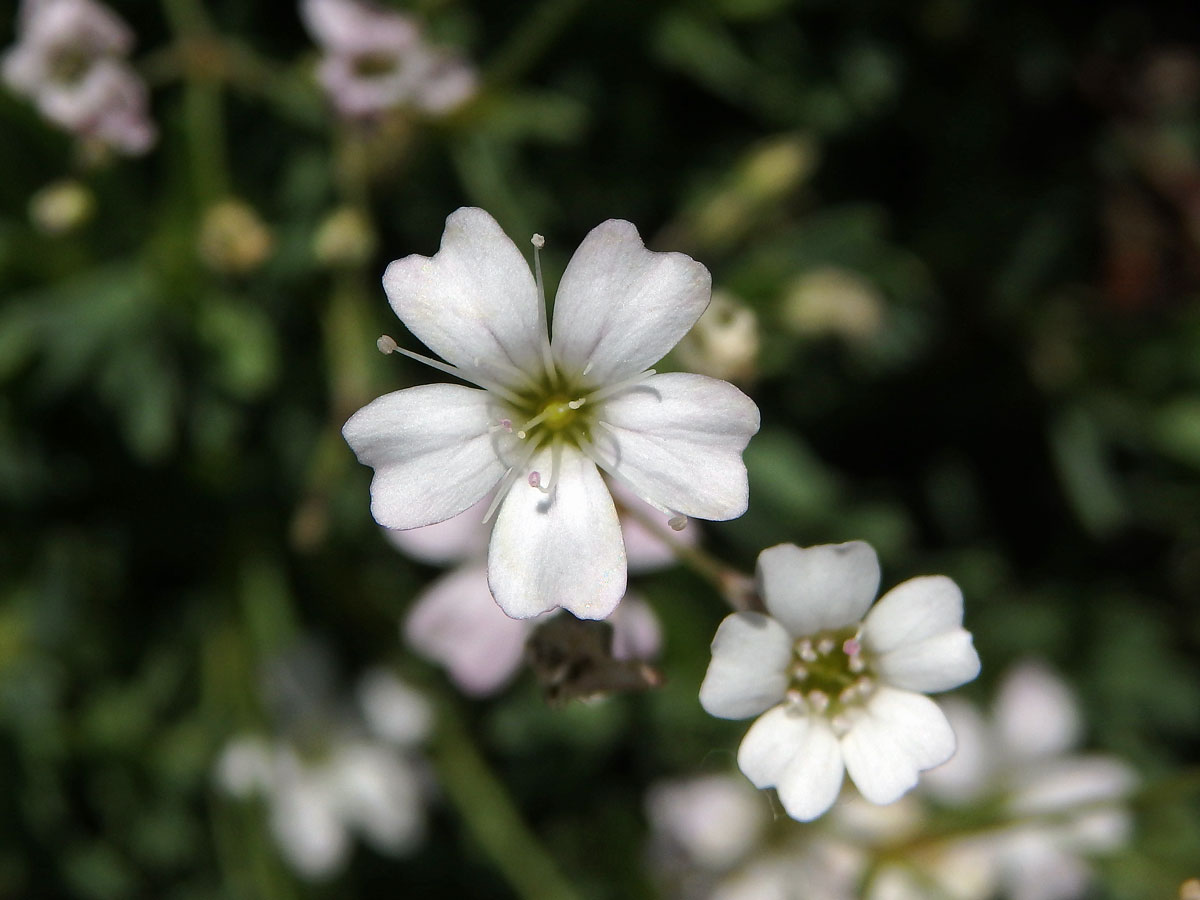 Šater plazivý (Gypsophila repens L.)