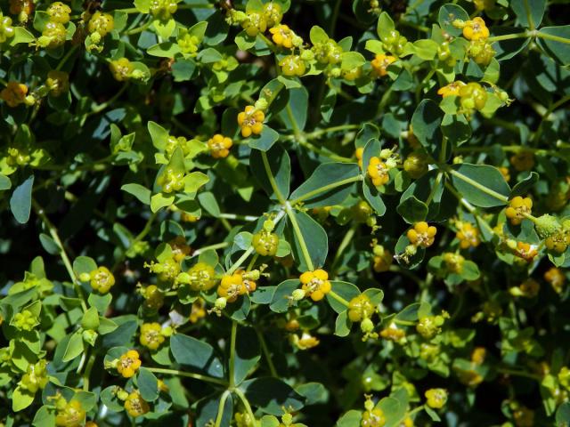 Pryšec (Euphorbia spinosa L.)