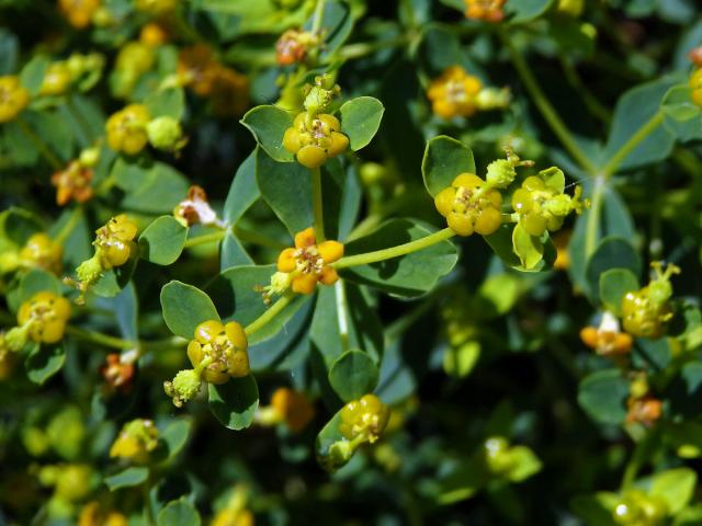 Pryšec (Euphorbia spinosa L.)