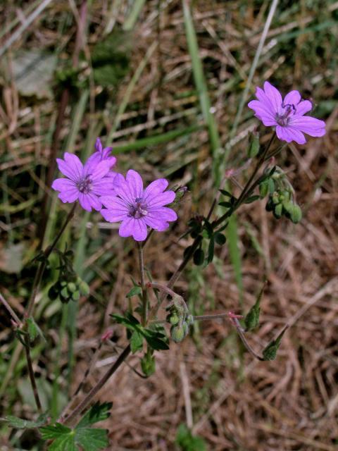 Kakost pyrenejský (Geranium pyrenaicum Burm. fil.)