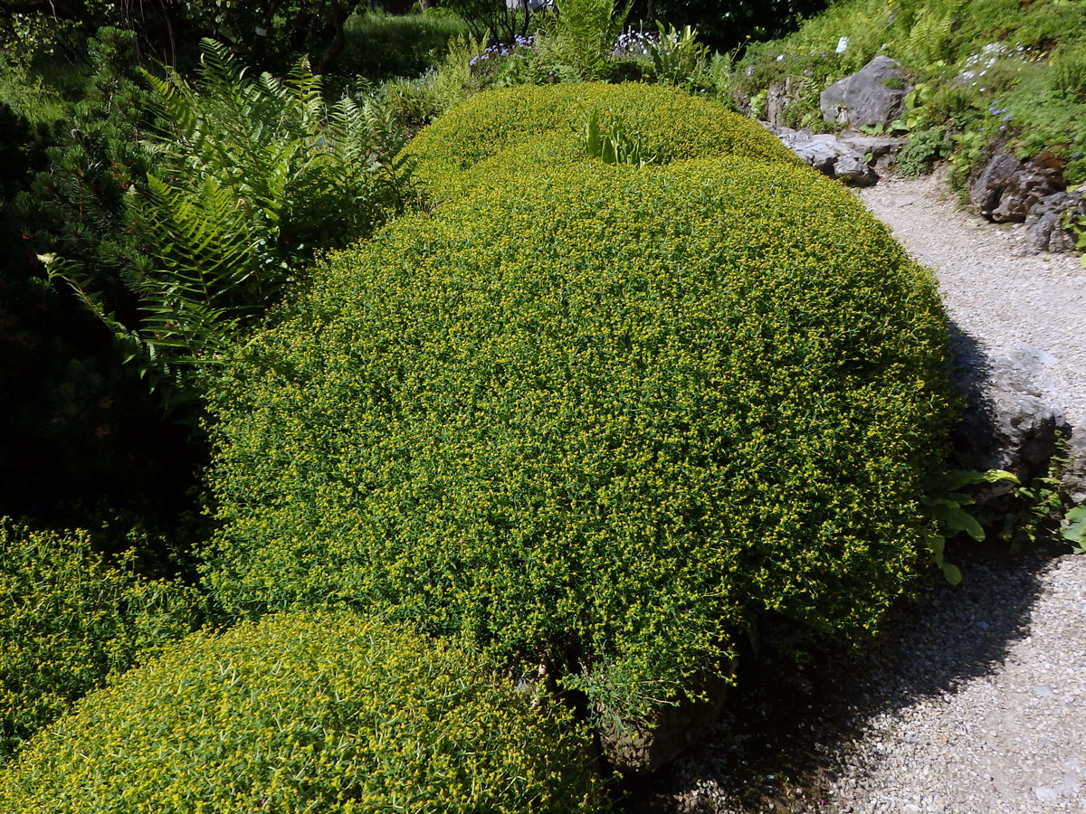 Pryšec (Euphorbia spinosa L.)