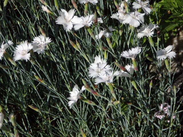 Hvozdík (Dianthus anatolicus Boiss.)