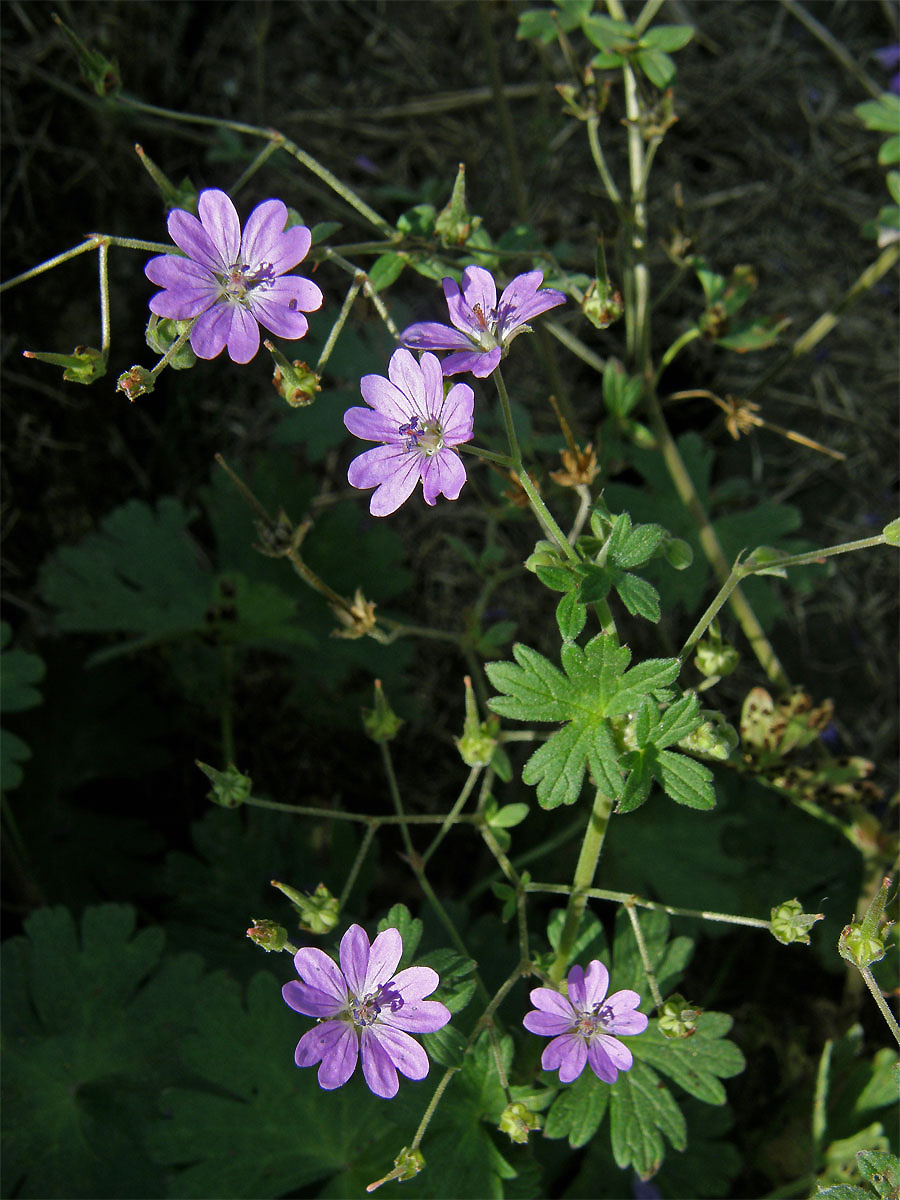 Kakost pyrenejský (Geranium pyrenaicum Burm. fil.)