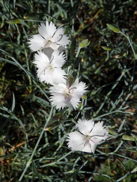 Hvozdík (Dianthus anatolicus Boiss.)