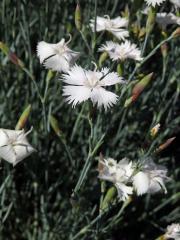 Hvozdík (Dianthus anatolicus Boiss.)