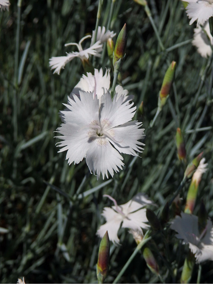 Hvozdík (Dianthus anatolicus Boiss.)