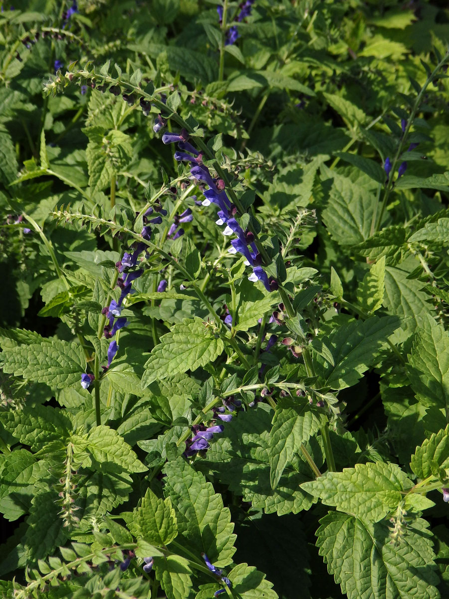 Šišák vysoký (Scutellaria altissima L.)