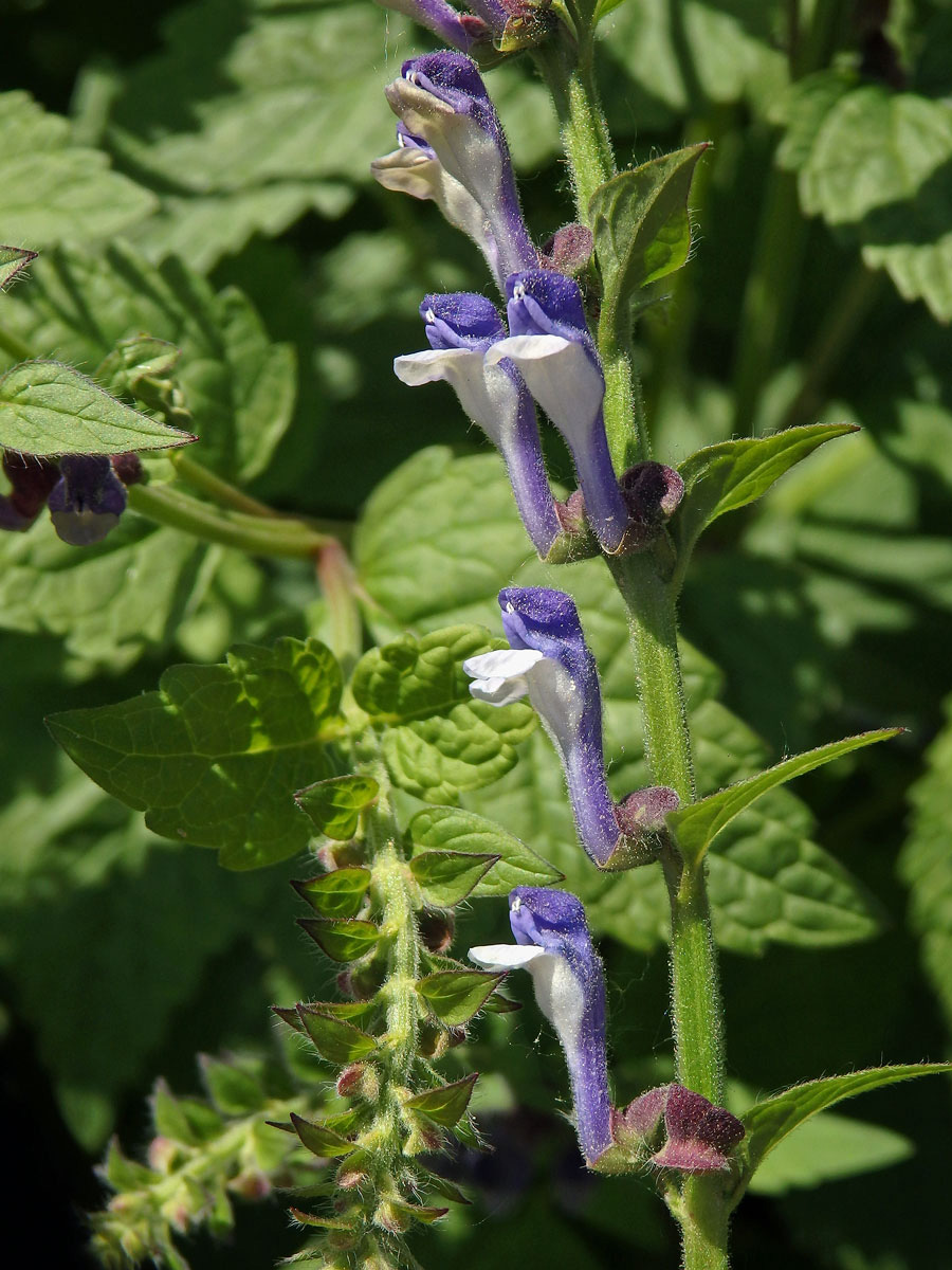 Šišák vysoký (Scutellaria altissima L.)