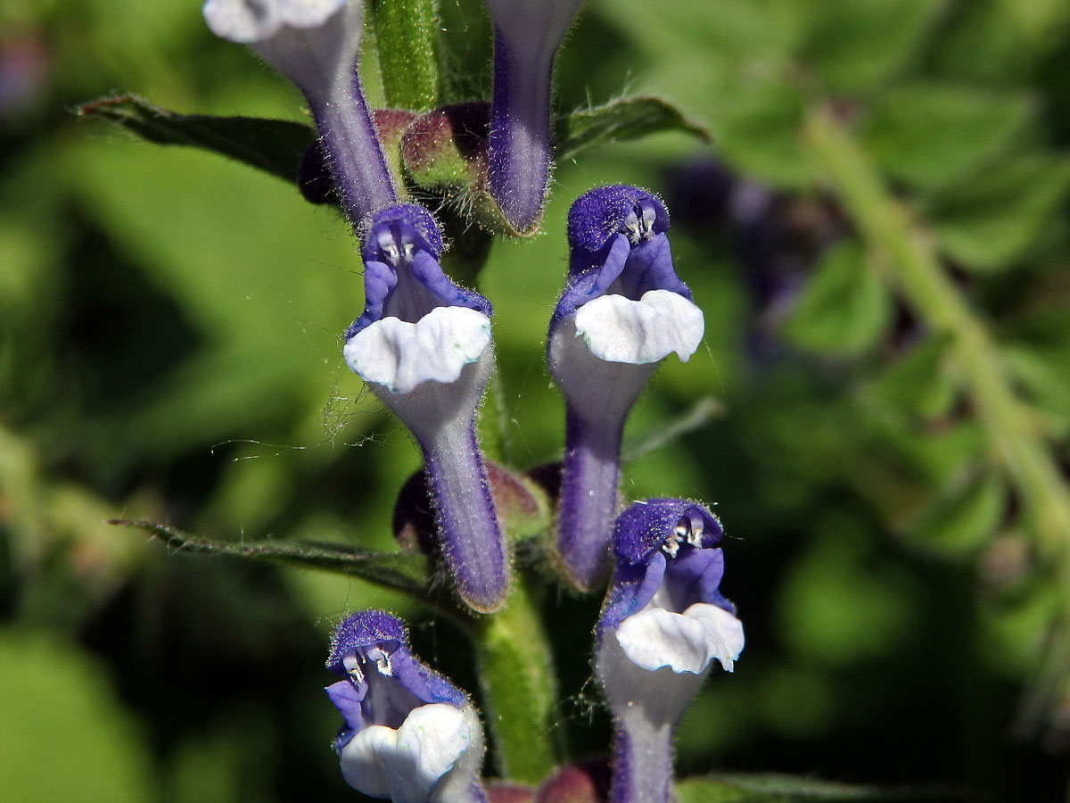 Šišák vysoký (Scutellaria altissima L.)