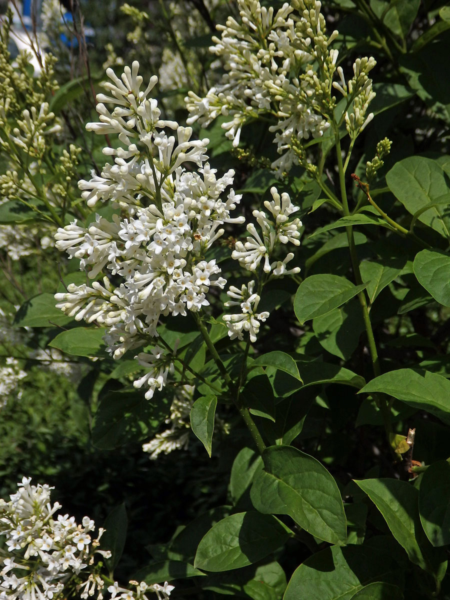 Ptačí zob vejčitolistý (Ligustrum ovalifolium Hassk.)