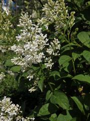 Ptačí zob vejčitolistý (Ligustrum ovalifolium Hassk.)    