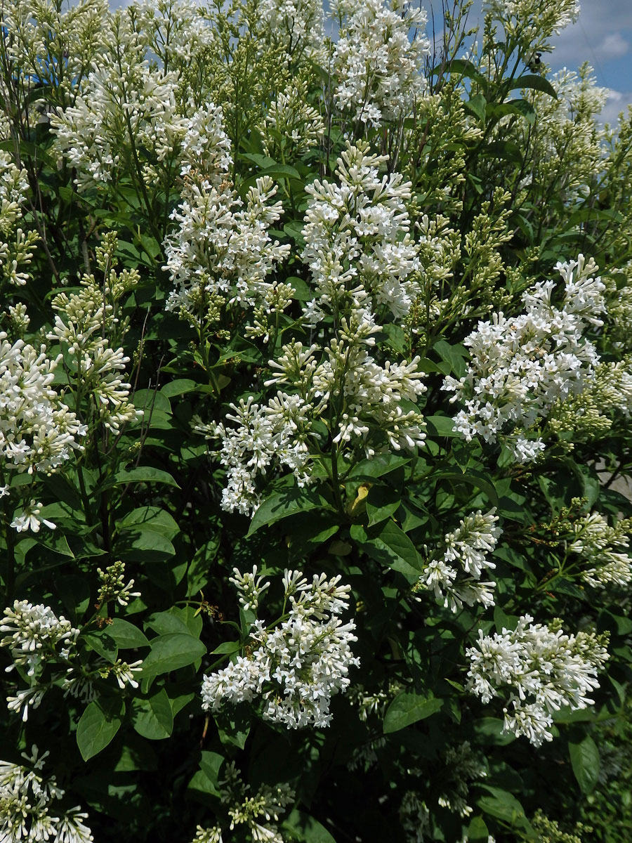 Ptačí zob vejčitolistý (Ligustrum ovalifolium Hassk.)