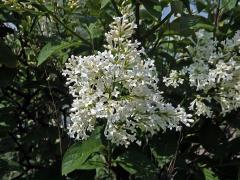 Ptačí zob vejčitolistý (Ligustrum ovalifolium Hassk.)