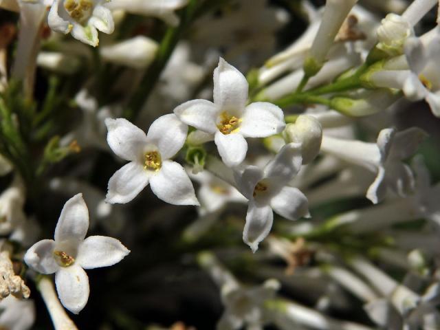 Ptačí zob vejčitolistý (Ligustrum ovalifolium Hassk.)