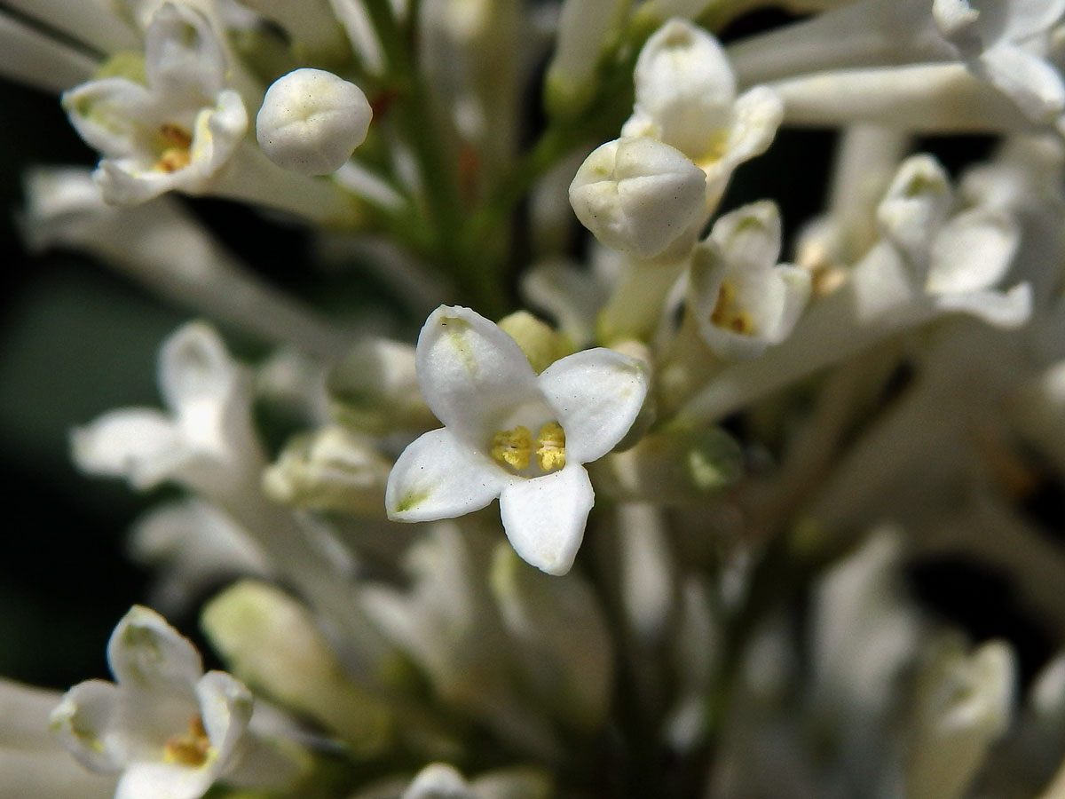 Ptačí zob vejčitolistý (Ligustrum ovalifolium Hassk.)