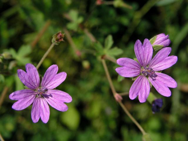 Kakost pyrenejský (Geranium pyrenaicum Burm. fil.)