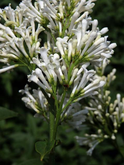 Ptačí zob vejčitolistý (Ligustrum ovalifolium Hassk.)