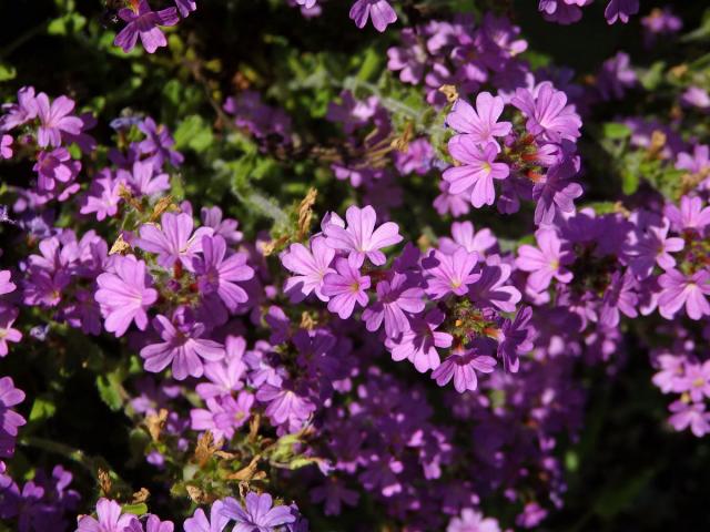 Nemléč alpský (Erinus alpinus L.)