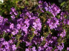 Nemléč alpský (Erinus alpinus L.)