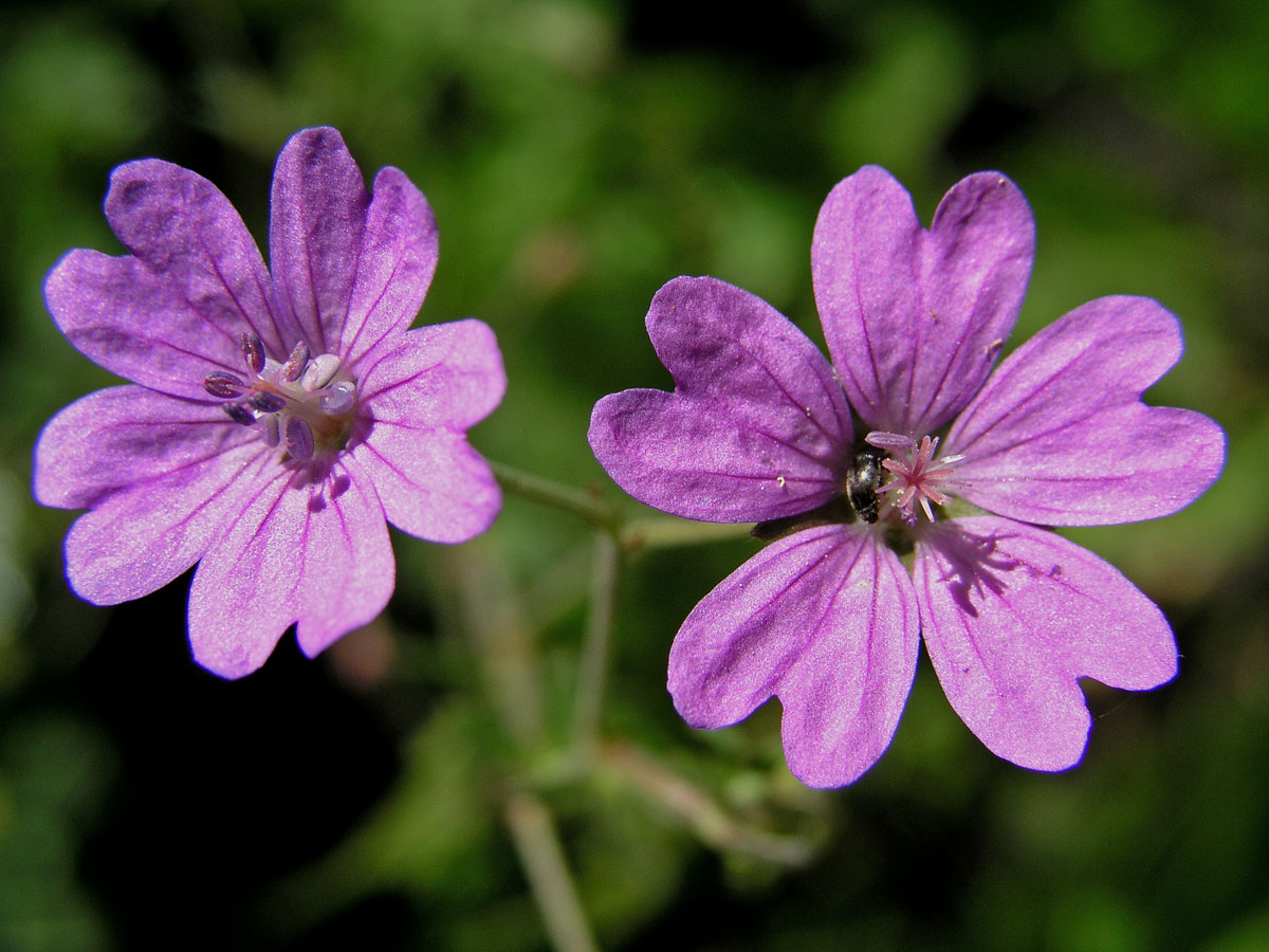 Kakost pyrenejský (Geranium pyrenaicum Burm. fil.)