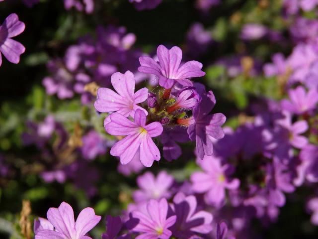 Nemléč alpský (Erinus alpinus L.)