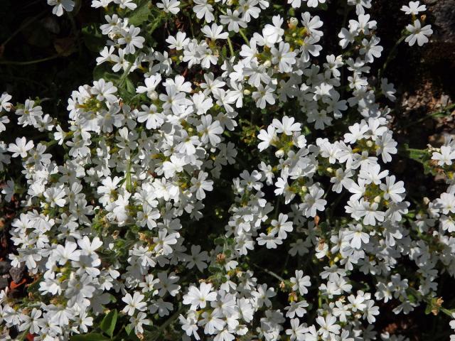 Nemléč alpský (Erinus alpinus L.)