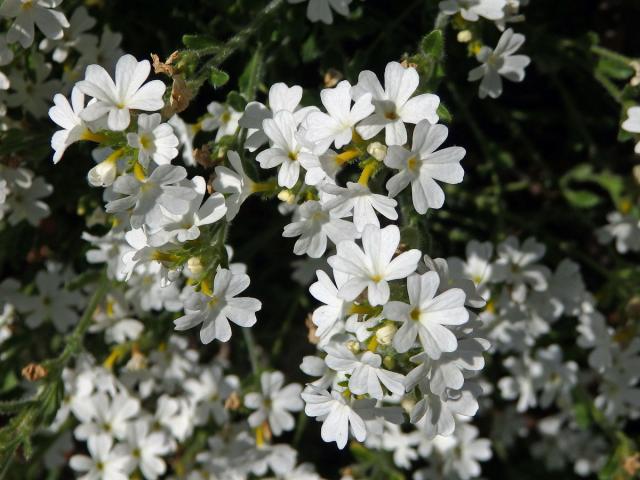 Nemléč alpský (Erinus alpinus L.)