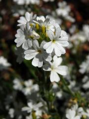 Nemléč alpský (Erinus alpinus L.)