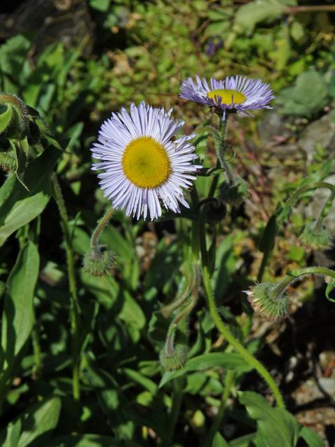 Turan (Erigeron glabellus Nutt.)