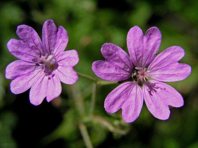 Kakost pyrenejský (Geranium pyrenaicum Burm. fil.)