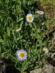 Turan (Erigeron glabellus Nutt.)