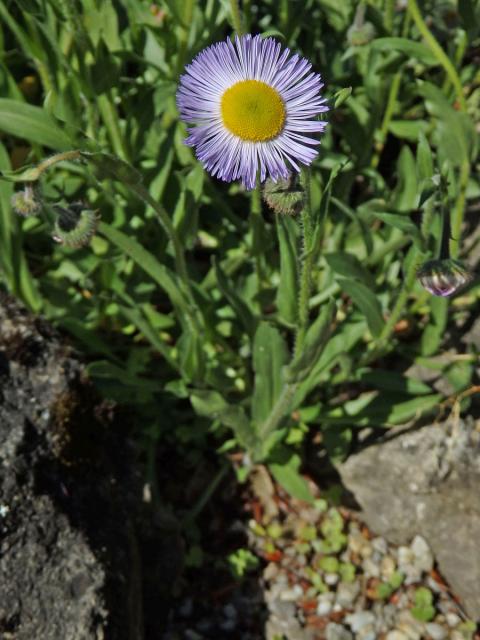 Turan (Erigeron glabellus Nutt.)