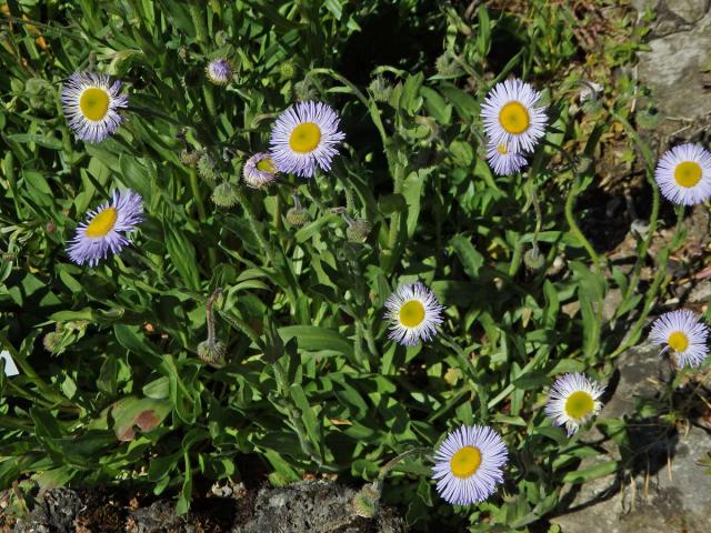 Turan (Erigeron glabellus Nutt.)