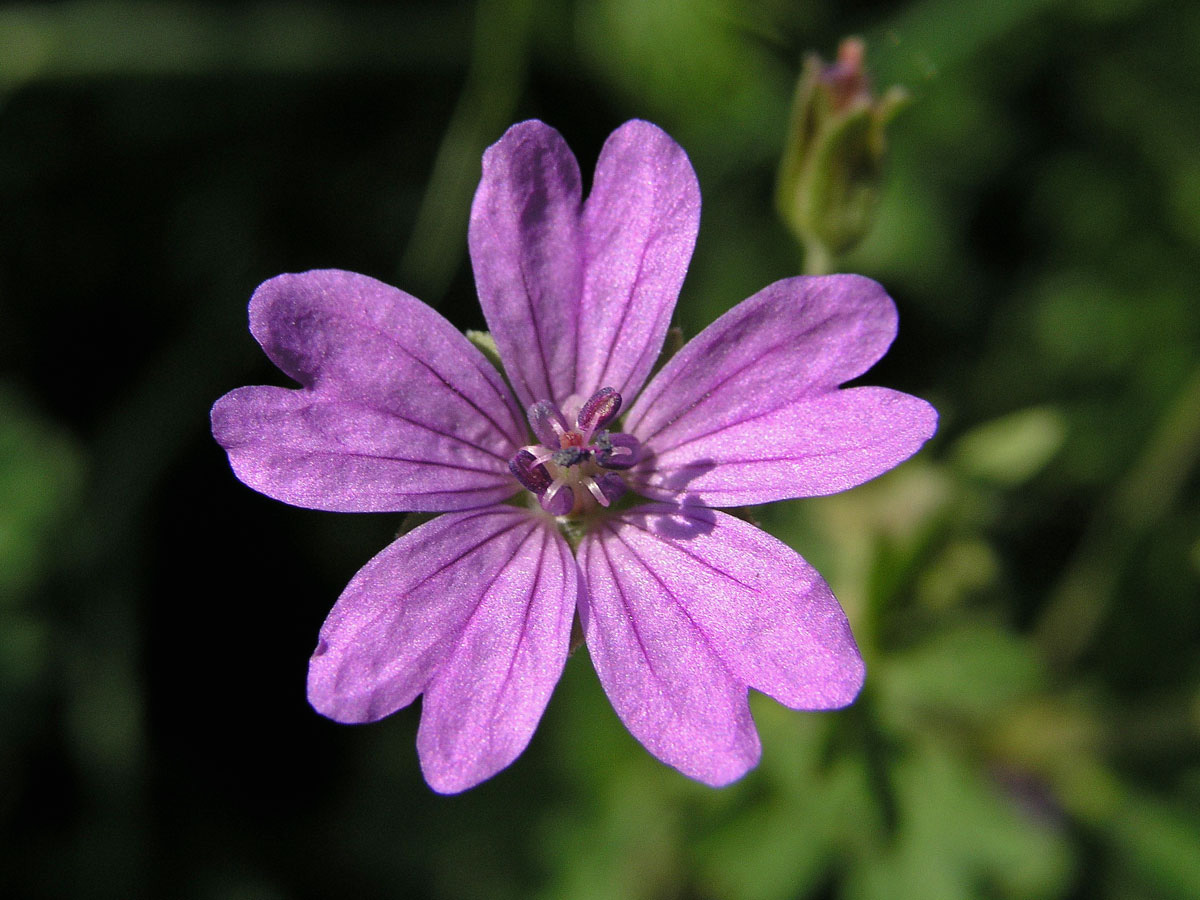 Kakost pyrenejský (Geranium pyrenaicum Burm. fil.)